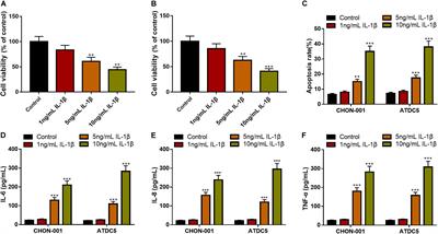 LncRNA MEG3 Protects Chondrocytes From IL-1β-Induced Inflammation via Regulating miR-9-5p/KLF4 Axis